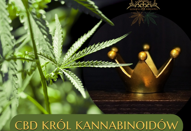 CBD król kannabioidów